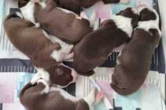 IMG-20210603-WA0009