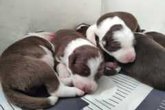 IMG-20210603-WA0016