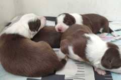 IMG-20210603-WA0087