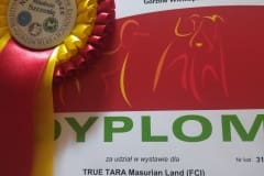 dyplom