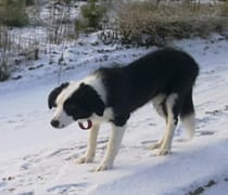 amy4